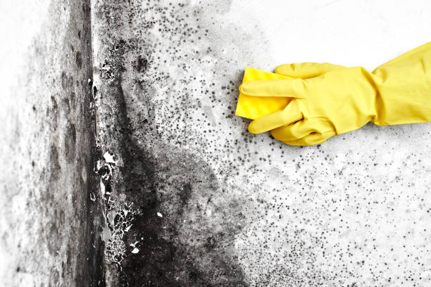 Best Bathroom Mold Remediation in North Eastham, MA