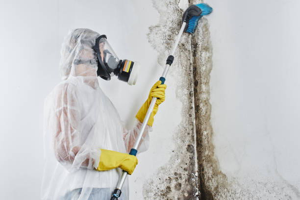 Best Attic Mold Remediation in North Eastham, MA