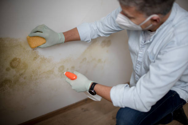 North Eastham, MA Mold Remediation Company