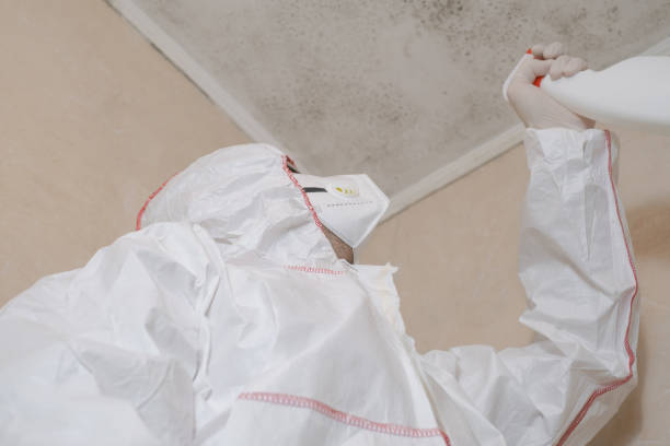 Best Attic Mold Remediation in North Eastham, MA