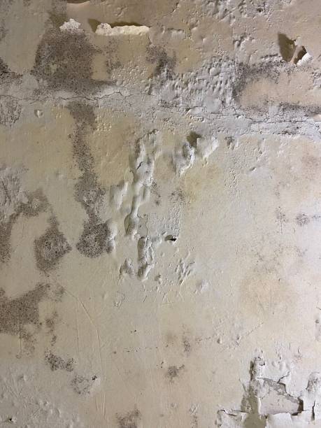 Best Commercial Mold Remediation in North Eastham, MA