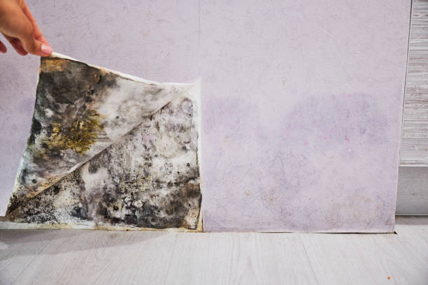 Best Commercial Mold Remediation in North Eastham, MA